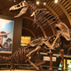Illustration for article titled This Boning Dinosaur Skeleton Exhibit Is Proof that American Museums Are Too Prudish
